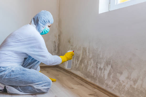 Licensed Commercial Mold Remediation service in Buckley, MI - WQB Mold Removal